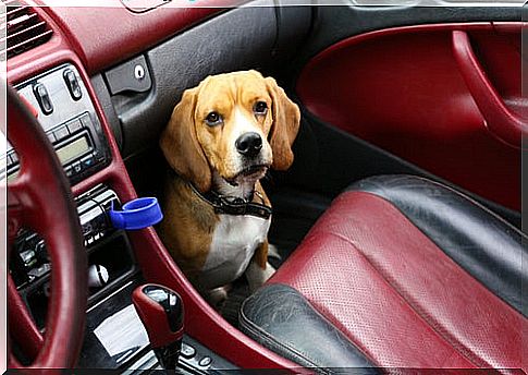 Dog in the front seat of the car