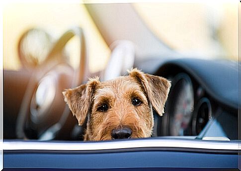 Dog in the passenger seat